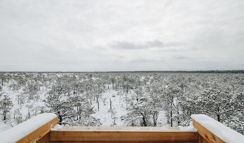 爱沙尼亚瞭望台 让你近距离感受沼泽飞鸟