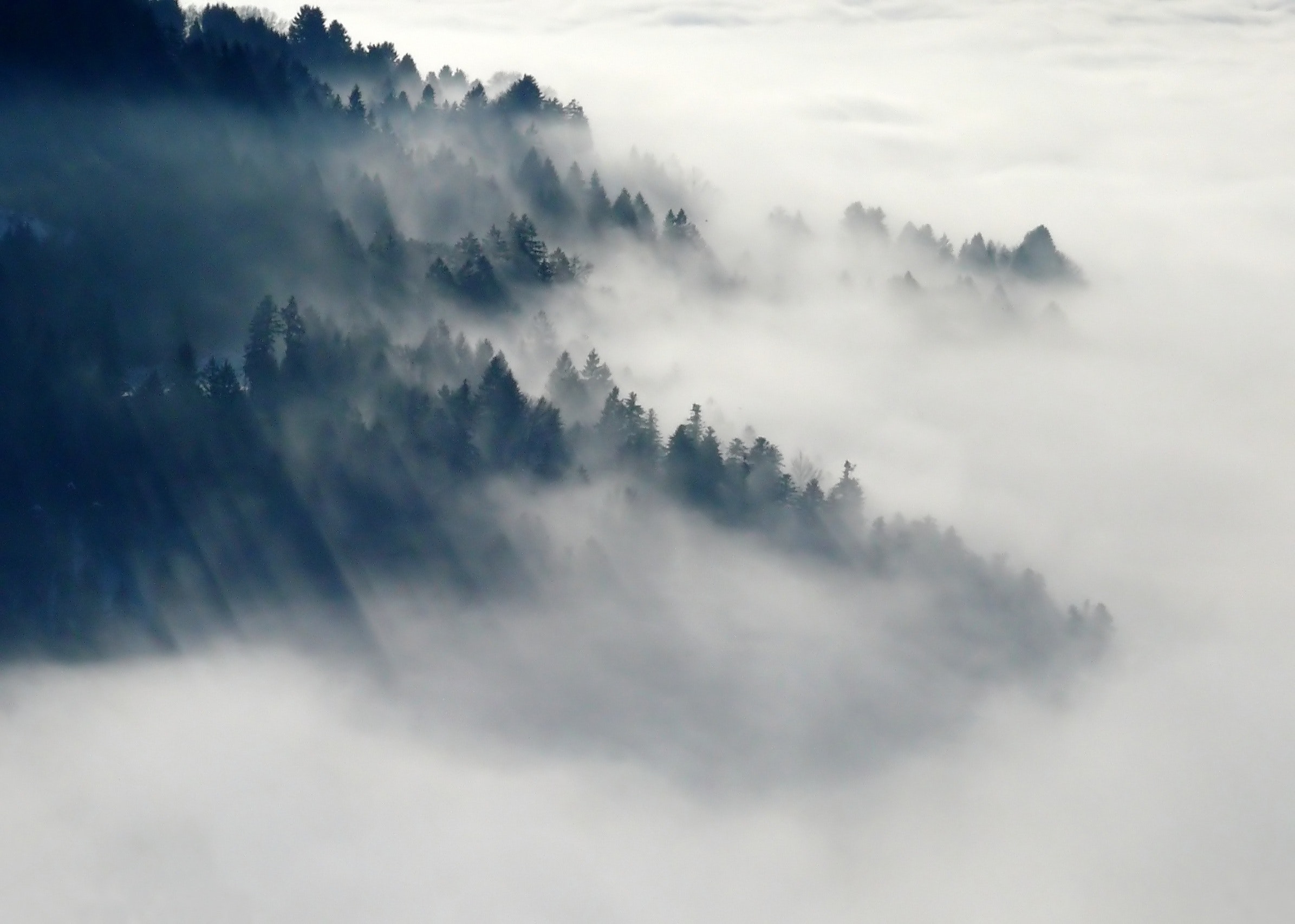 mountain-with-green-leaved-trees-surrounded-by-fog-during-45222.jpg
